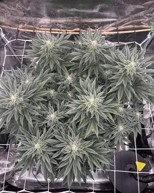 The Jet Puft Experiment. Week 11