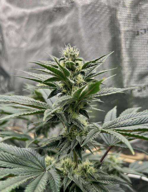 The Jet Puft Experiment. Week 11