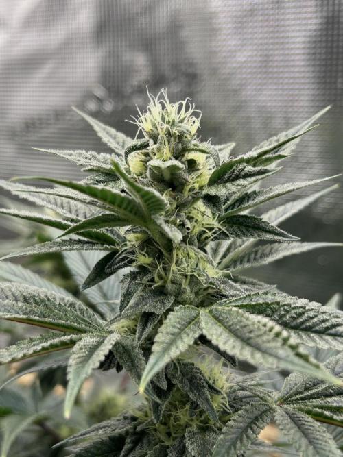 The Jet Puft Experiment. Week 11