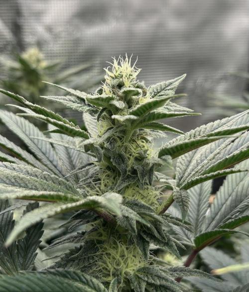 The Jet Puft Experiment. Week 11