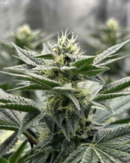 The Jet Puft Experiment. Week 11