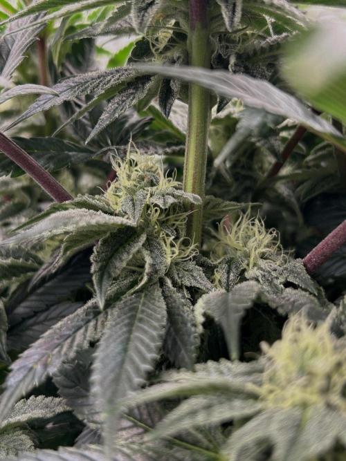 The Jet Puft Experiment. Week 11