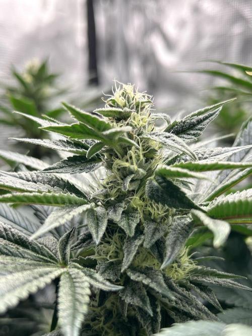 The Jet Puft Experiment. Week 11