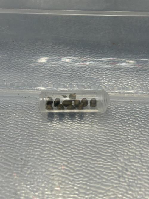 Learning with RIDGELION. Week 0