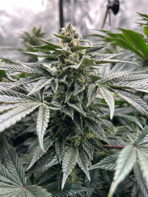 The Jet Puft Experiment. Week 12