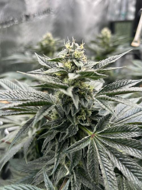 The Jet Puft Experiment. Week 12