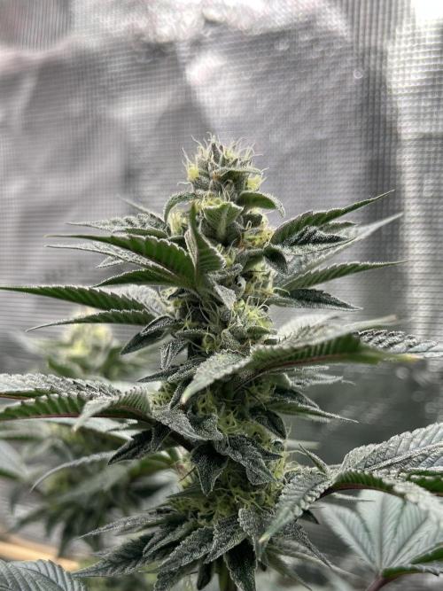 The Jet Puft Experiment. Week 12