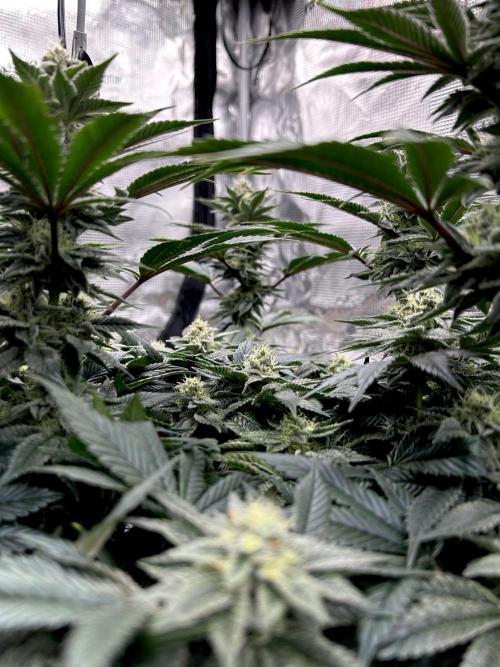 The Jet Puft Experiment. Week 12