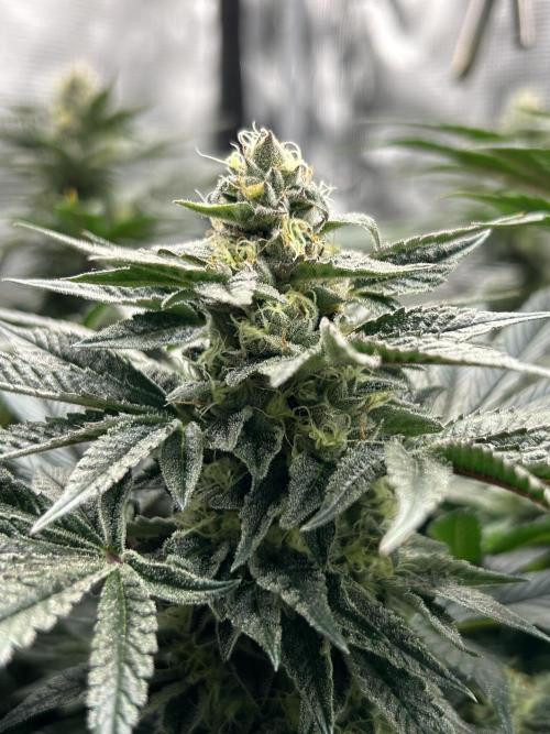 The Jet Puft Experiment. Week 12