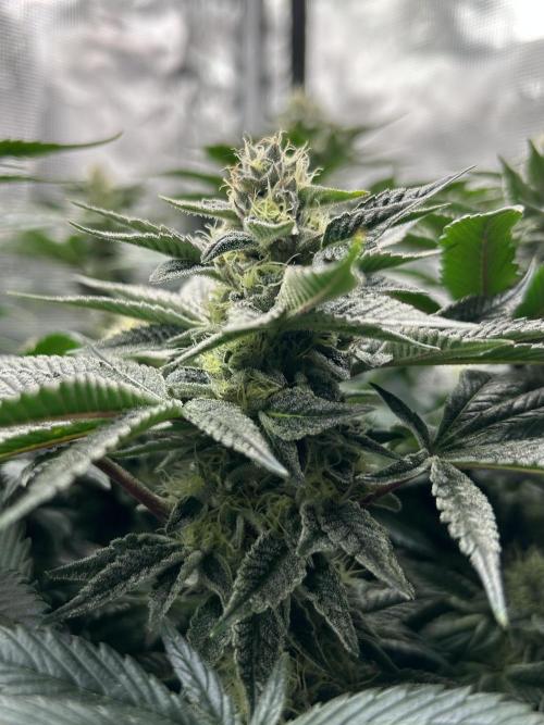 The Jet Puft Experiment. Week 12