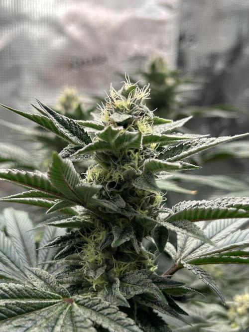 The Jet Puft Experiment. Week 12