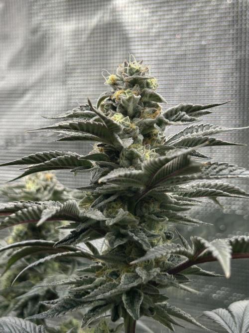 The Jet Puft Experiment. Week 13