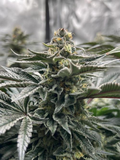 The Jet Puft Experiment. Week 13