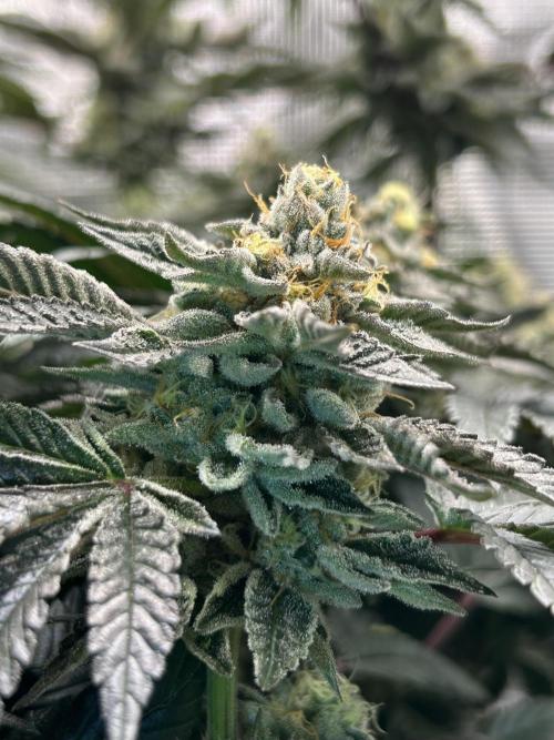 The Jet Puft Experiment. Week 13