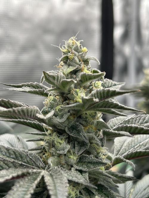 The Jet Puft Experiment. Week 13