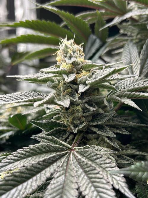 The Jet Puft Experiment. Week 13