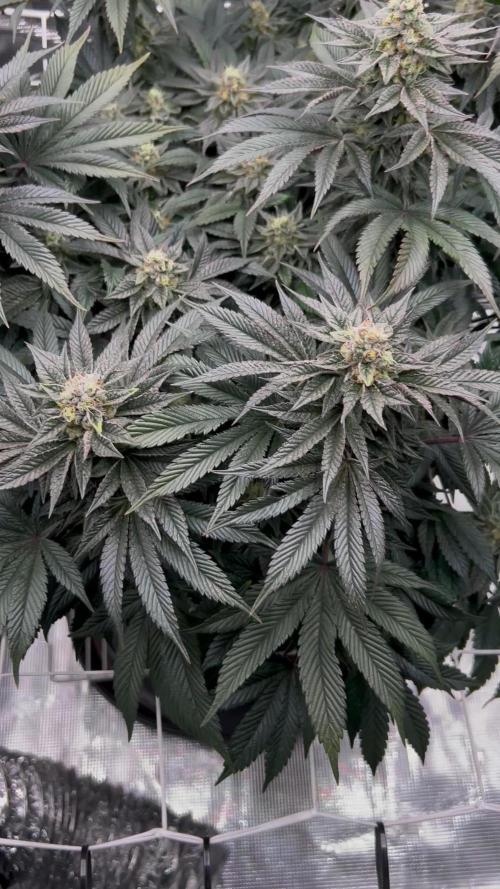 The Jet Puft Experiment