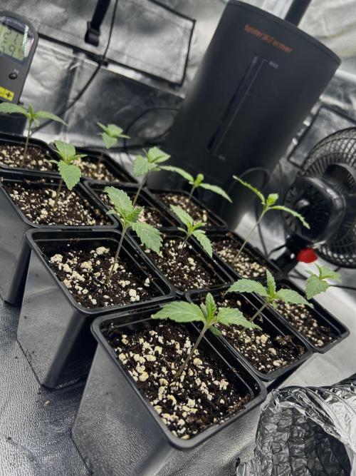 Learning with RIDGELION. Week 1