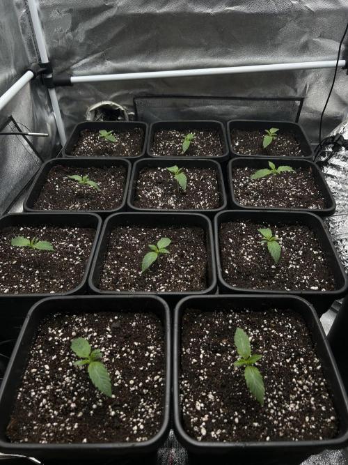 Learning with RIDGELION. Week 1