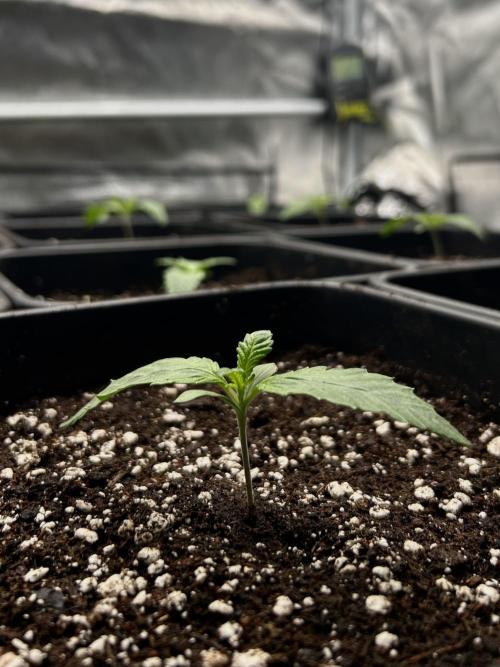 Learning with RIDGELION. Week 1