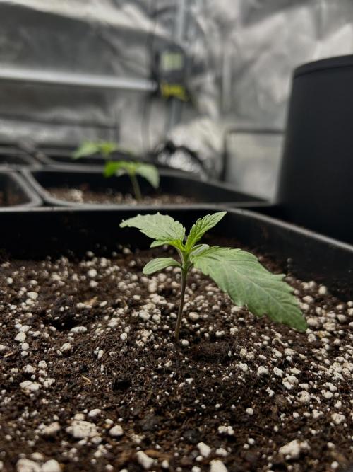 Learning with RIDGELION. Week 1