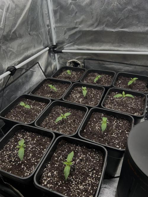 Learning with RIDGELION. Week 1