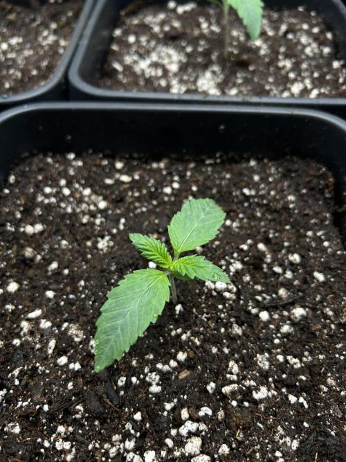 Learning with RIDGELION. Week 1