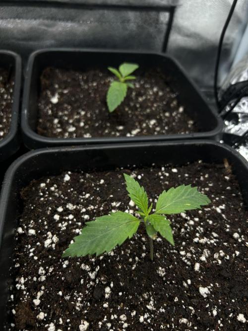 Learning with RIDGELION. Week 1