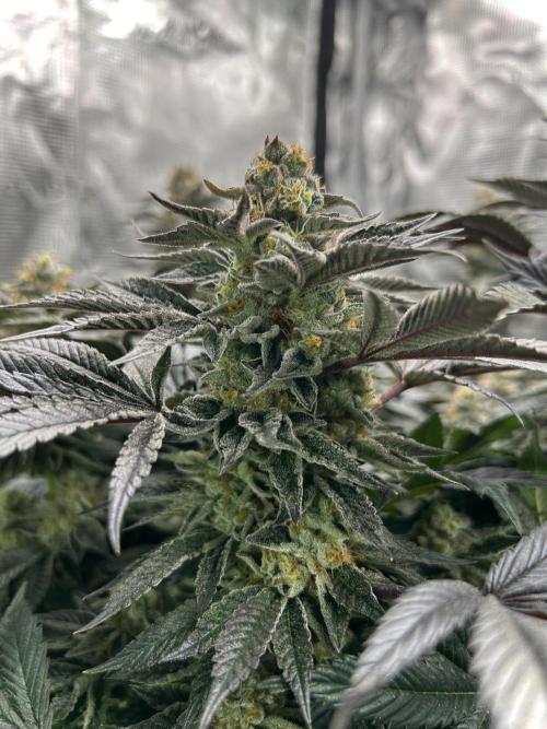 The Jet Puft Experiment. Week 14