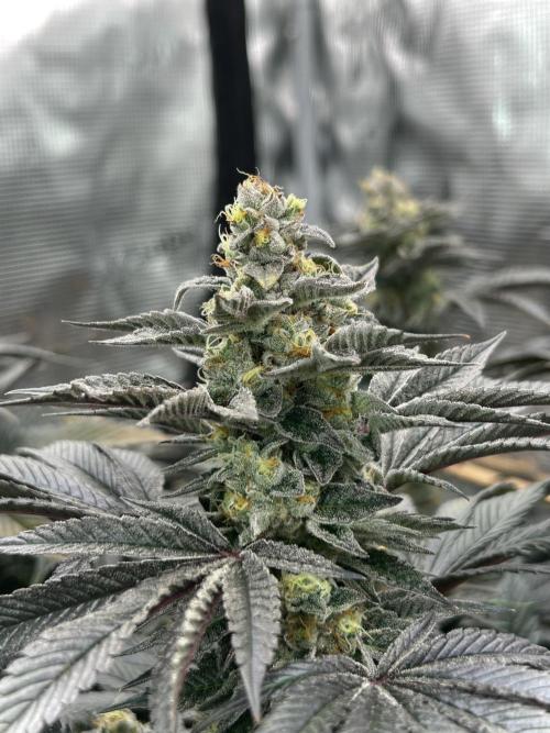 The Jet Puft Experiment. Week 14