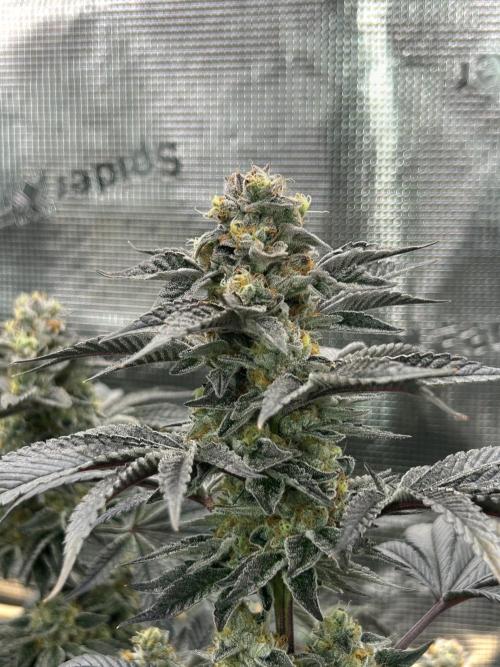 The Jet Puft Experiment. Week 14