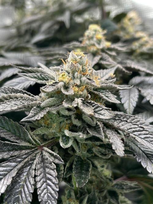 The Jet Puft Experiment. Week 14