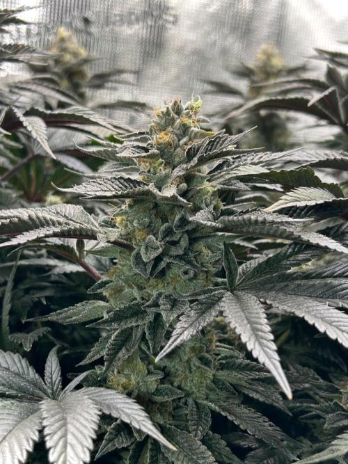 The Jet Puft Experiment. Week 14