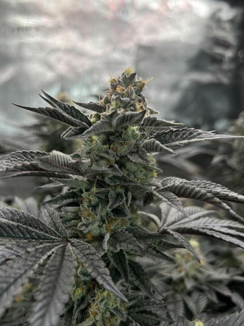 The Jet Puft Experiment. Week 14