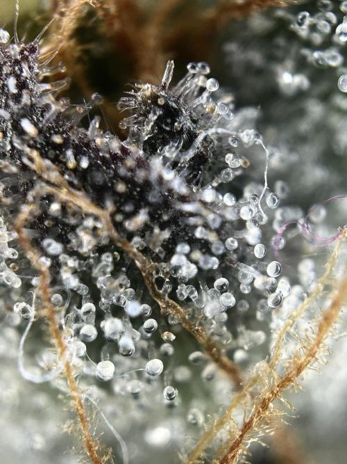 The Jet Puft Experiment. Week 14