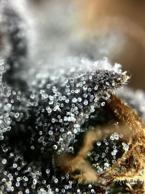 The Jet Puft Experiment. Week 14