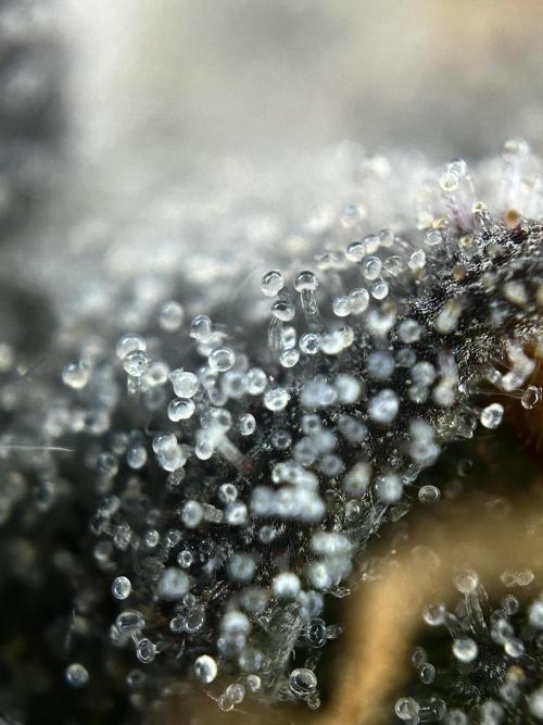 The Jet Puft Experiment. Week 14