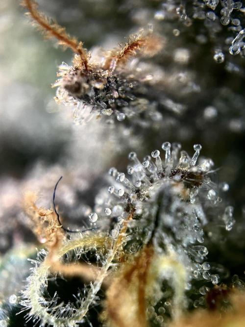 The Jet Puft Experiment. Week 14