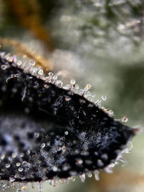 The Jet Puft Experiment. Week 14