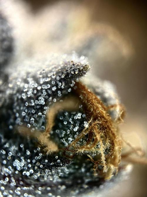 The Jet Puft Experiment. Week 14