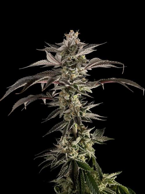 The Jet Puft Experiment. Week 15