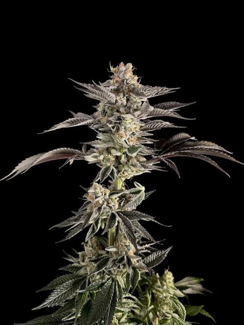 The Jet Puft Experiment. Week 15