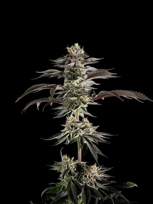 The Jet Puft Experiment. Week 15