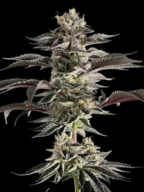 The Jet Puft Experiment. Week 15