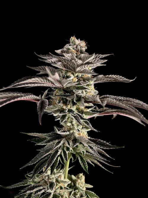 The Jet Puft Experiment. Week 15