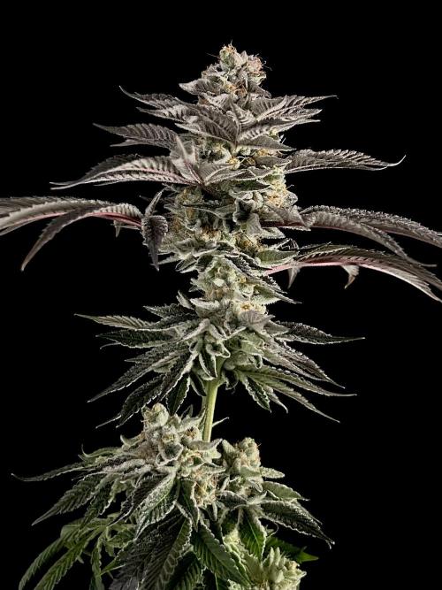 The Jet Puft Experiment. Week 15