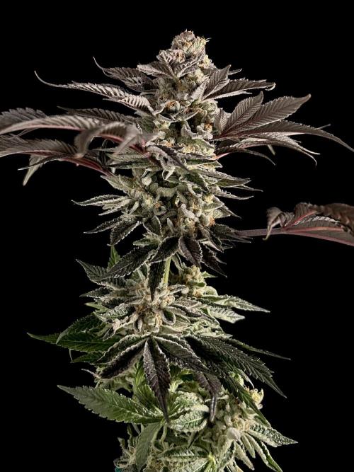 The Jet Puft Experiment. Week 15