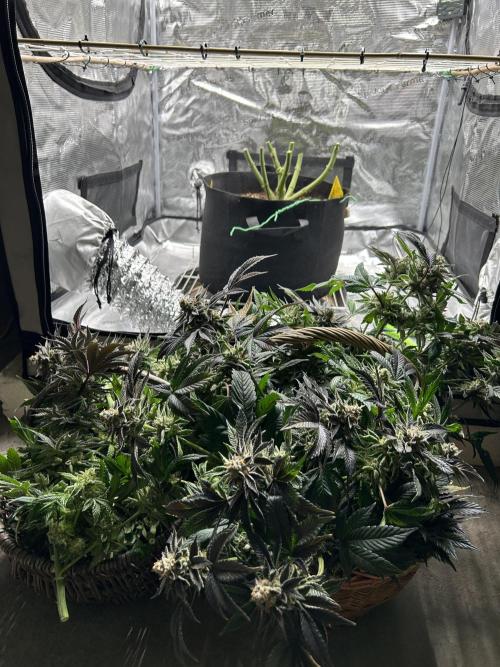 The Jet Puft Experiment. Week 15