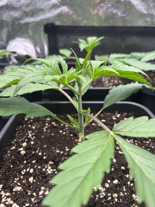 Learning with RIDGELION. Week 2