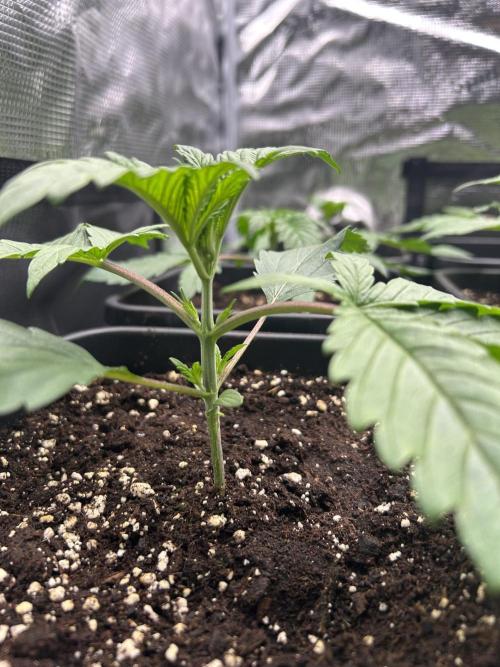 Learning with RIDGELION. Week 2